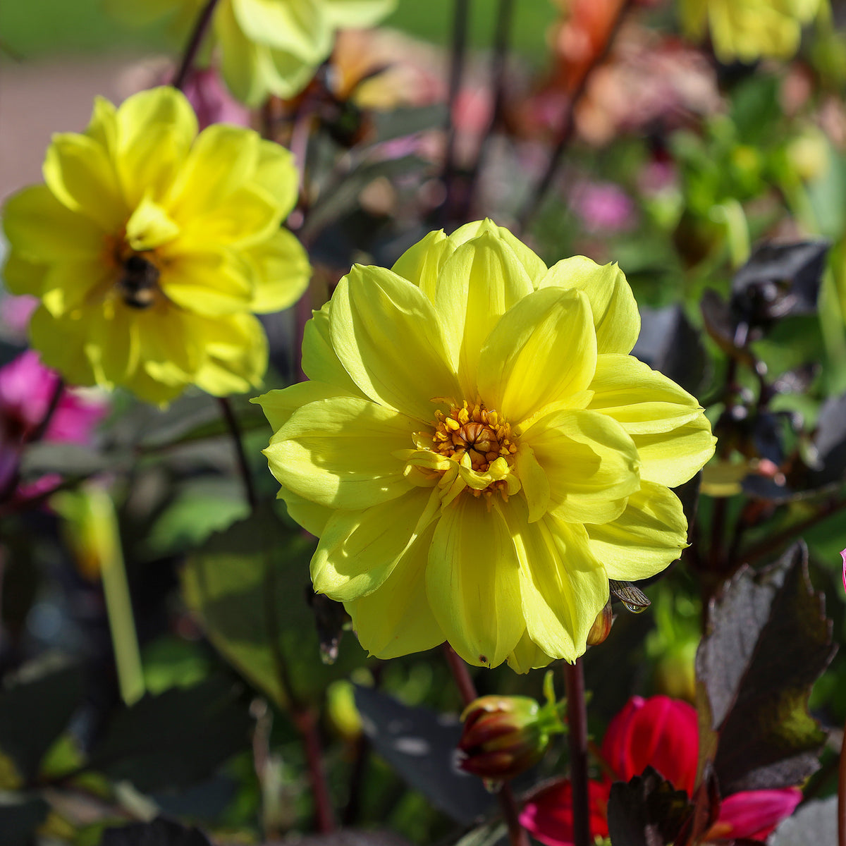 Gelbe Dahlie - Dahlia yellow - Bakker
