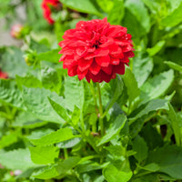 Rote Dahlie - Bakker