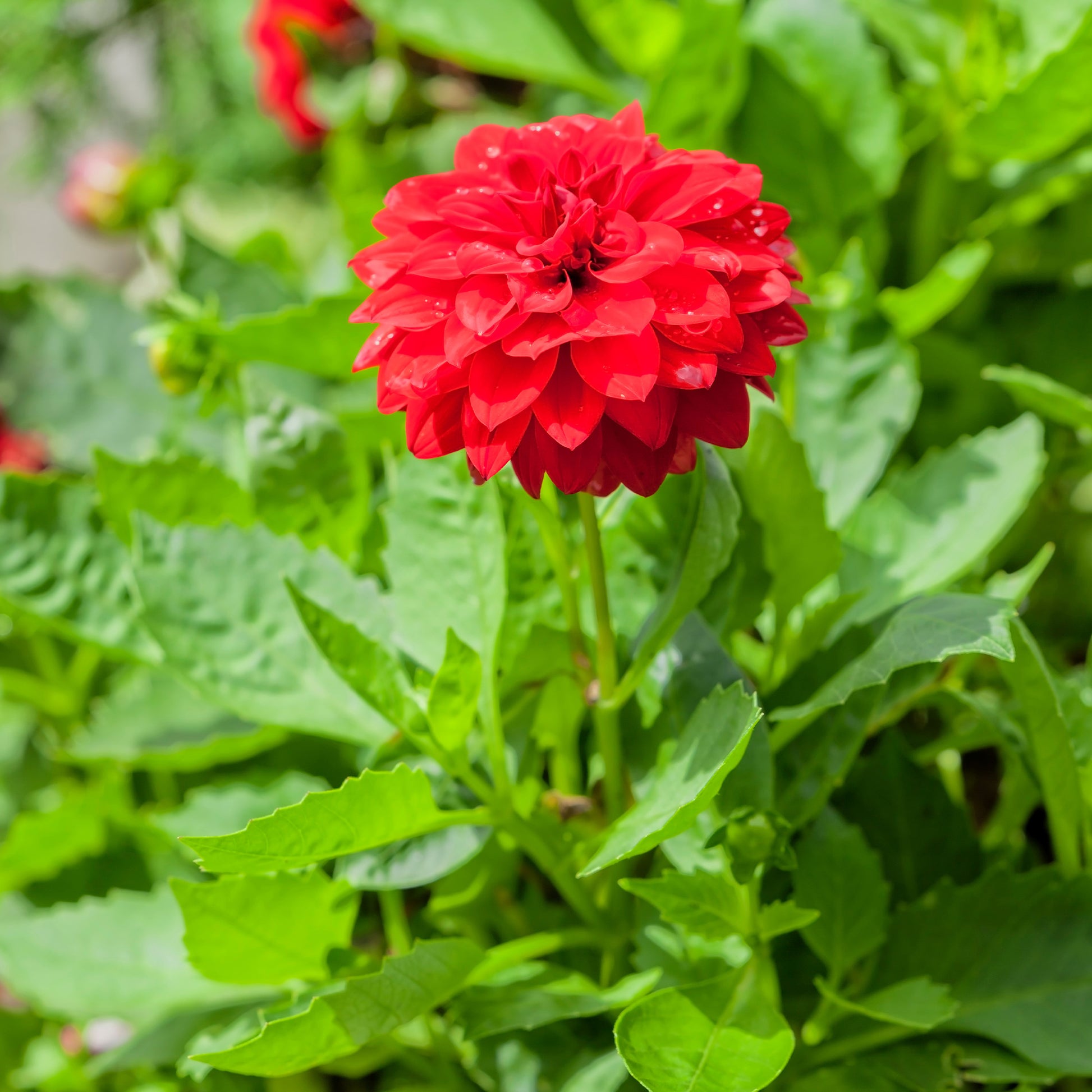 Rote Dahlie - Bakker