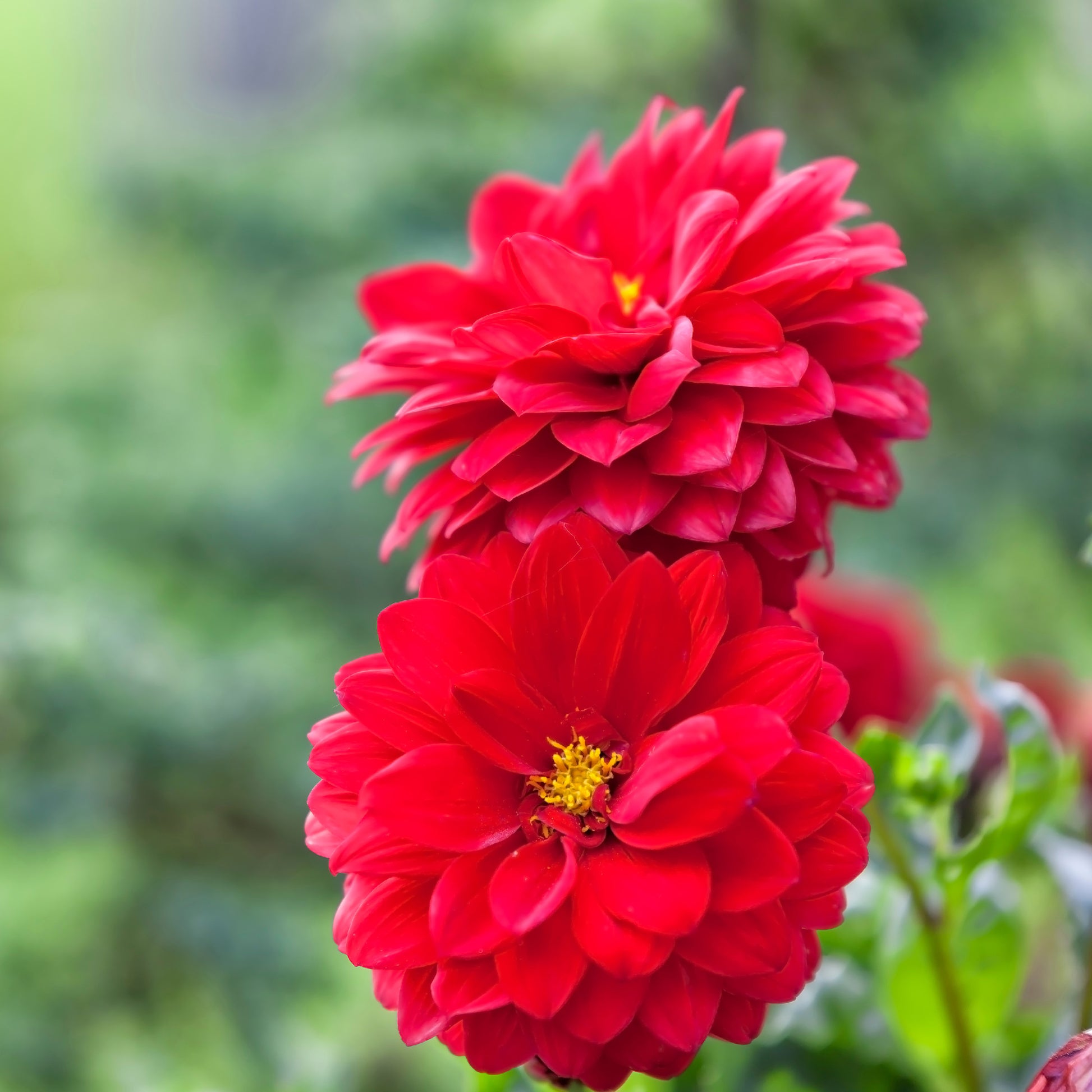 Rote Dahlie - Dahlia red - Bakker
