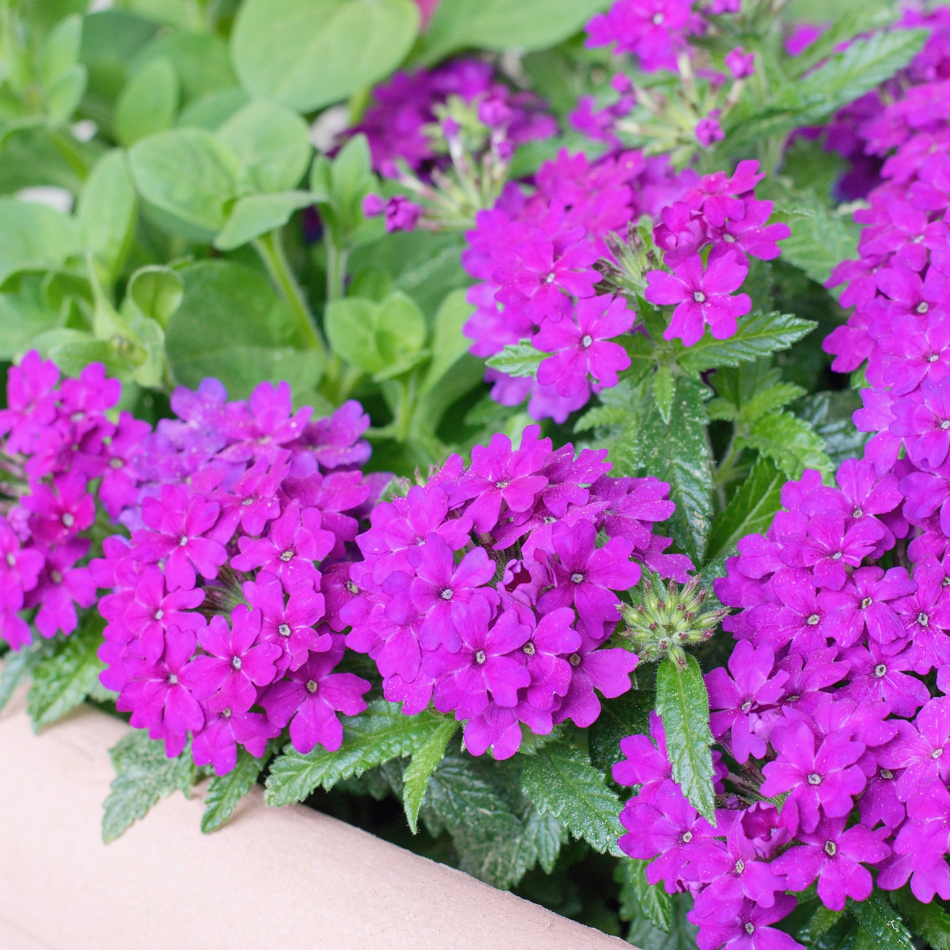 Lila hängendes Eisenkraut - Verbena pendula purple - Bakker