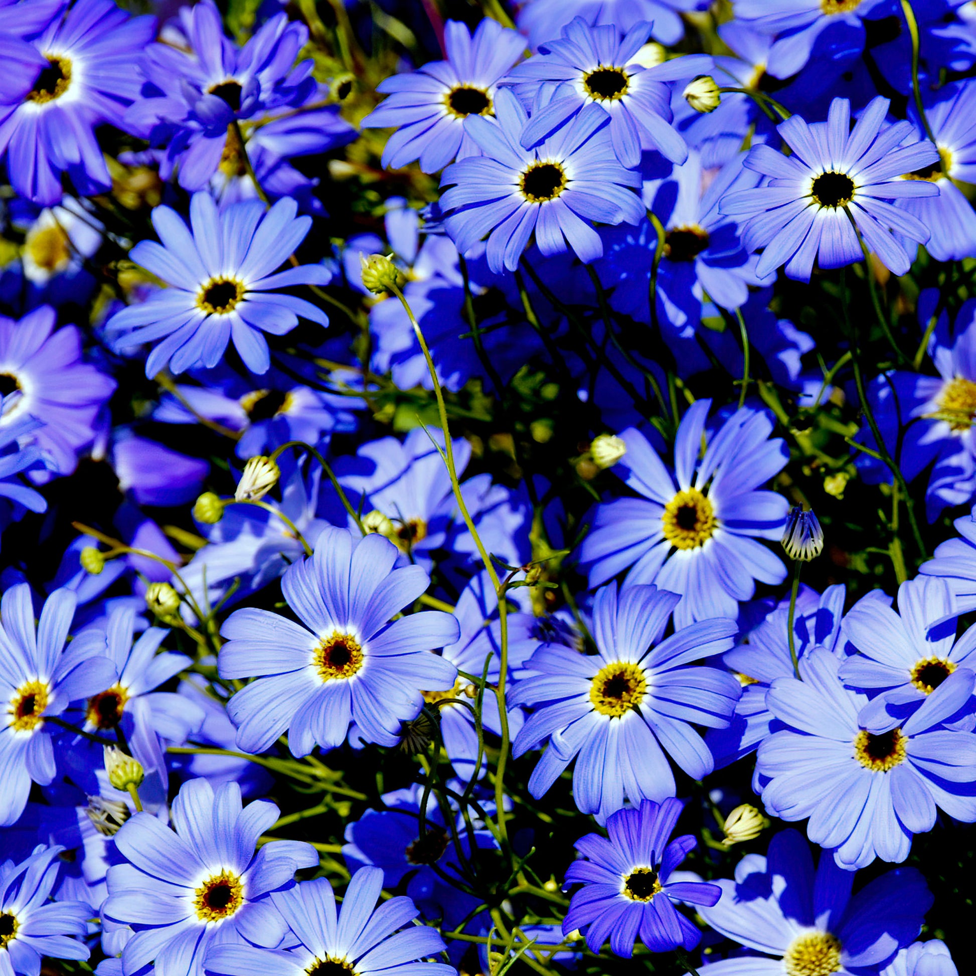 Brachycome - Brachyscome - Bakker