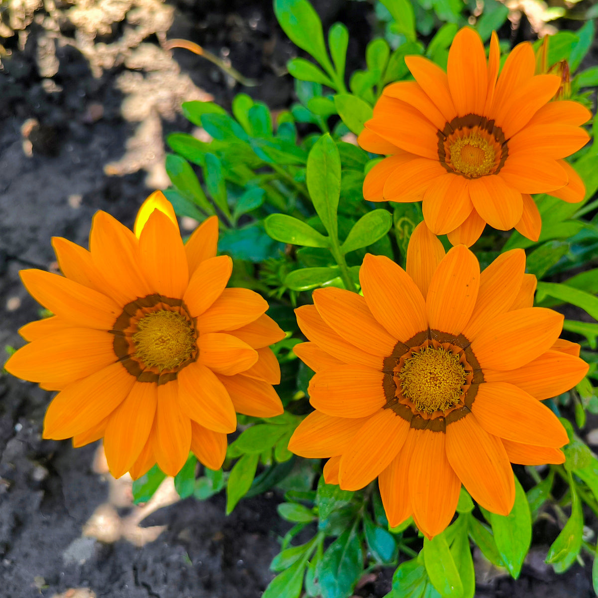 orange  Mittagsgold - Bakker