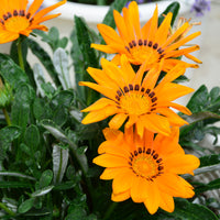 orange  Mittagsgold - Gazania orange - Bakker
