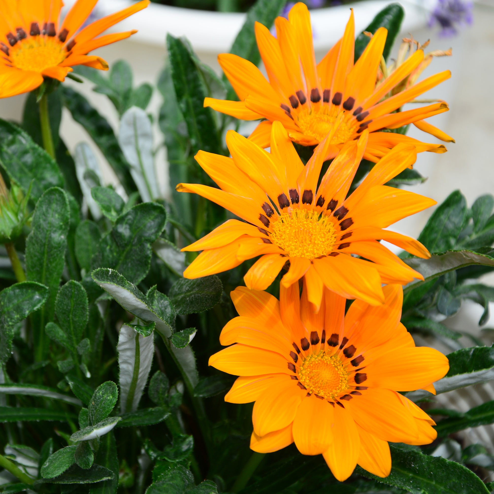 orange  Mittagsgold - Gazania orange - Bakker
