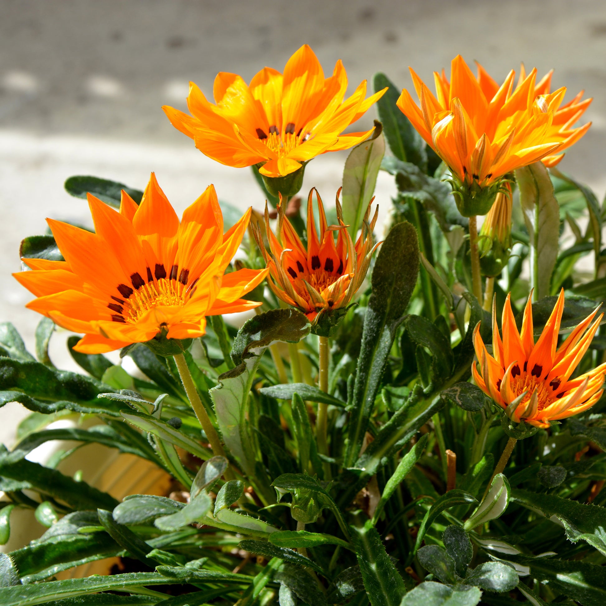 Gazania orange - orange  Mittagsgold - Blumen für Terrasse und Balkon