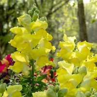 Löwenmaul gelb - Muflier yellow - Bakker