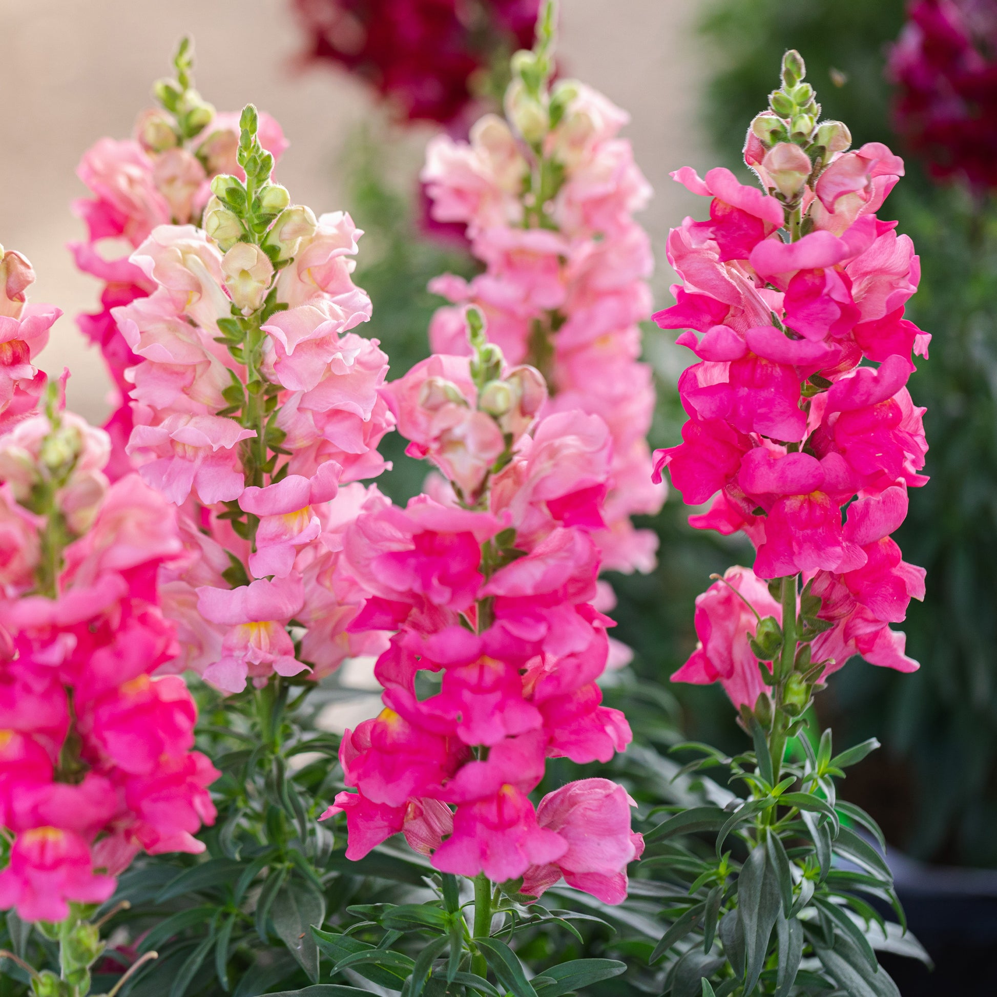 Löwenmaul rosa - Muflier pink - Bakker