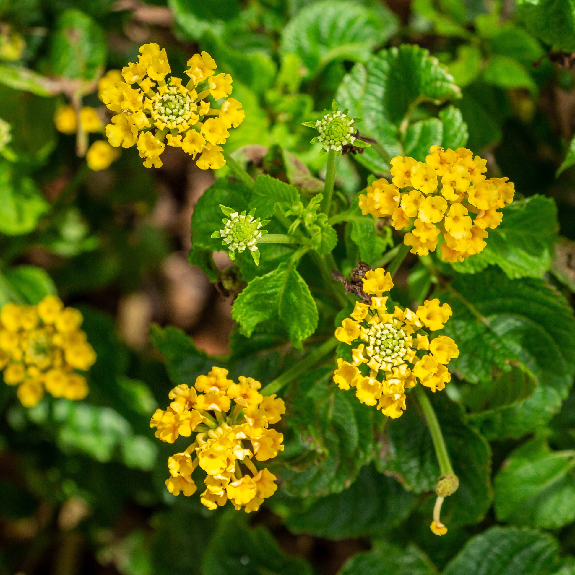 Gelbe Wandelröschen - Lantana yellow - Bakker