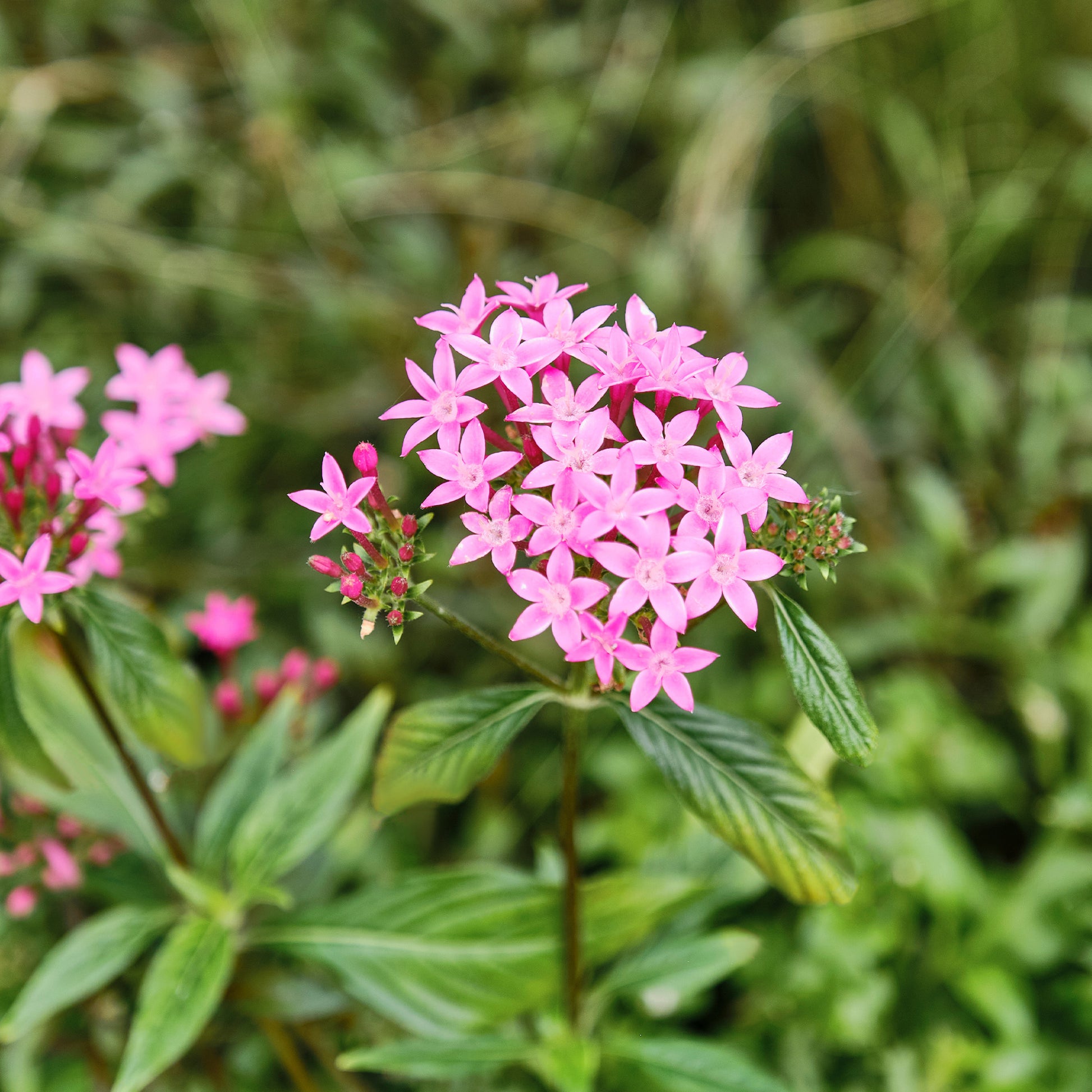 Blumen für Terrasse und Balkon - Rosa Pentas - Fünfzahlstrauch - Pentas rose
