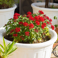 Rote Pentas - Fünfzahlstrauch - Pentas red - Bakker