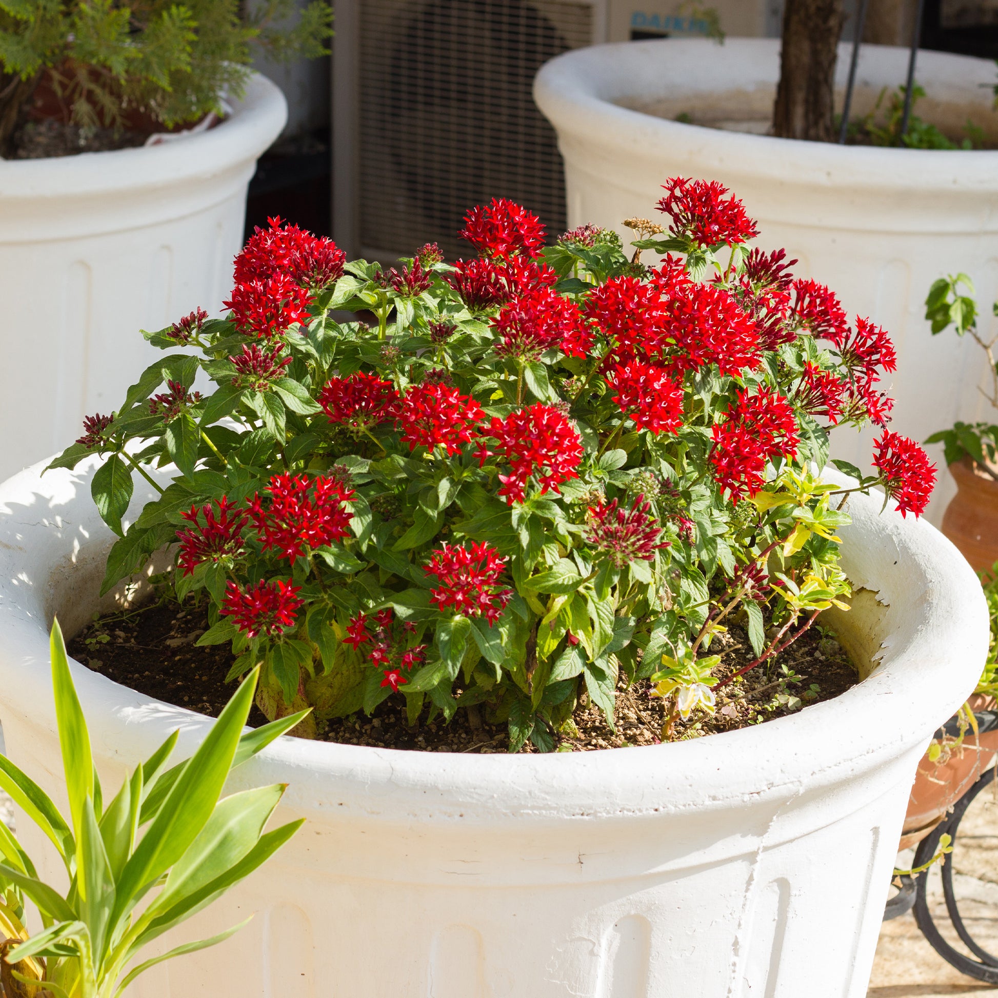 Rote Pentas - Fünfzahlstrauch - Pentas red - Bakker