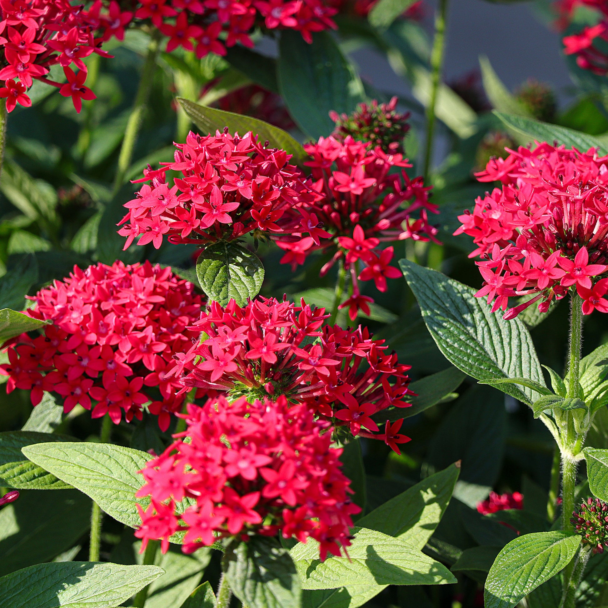Pentas red - Rote Pentas - Fünfzahlstrauch - Blumen für Terrasse und Balkon