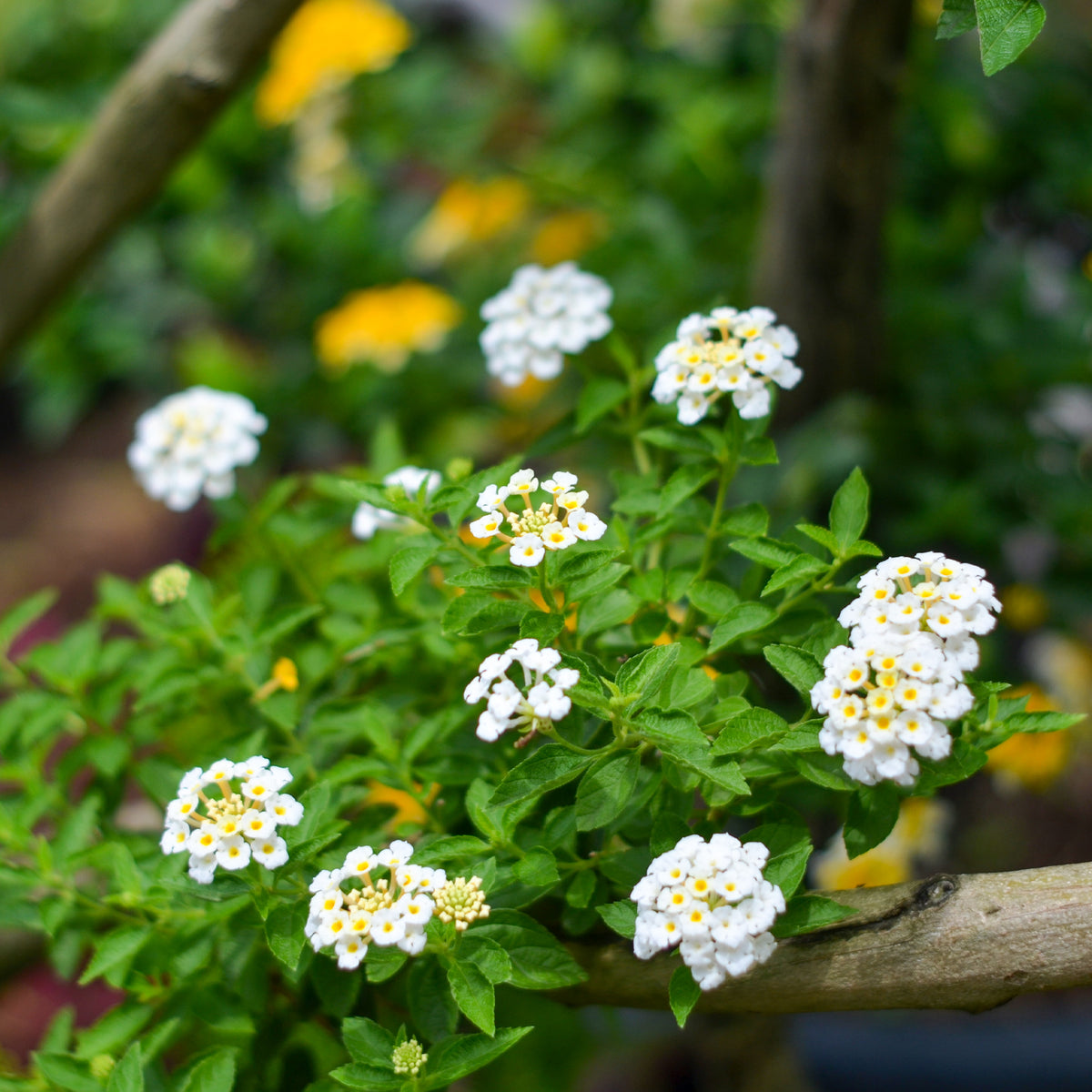 Lantana white - weiße Wandelröschen - Blumen für Terrasse und Balkon