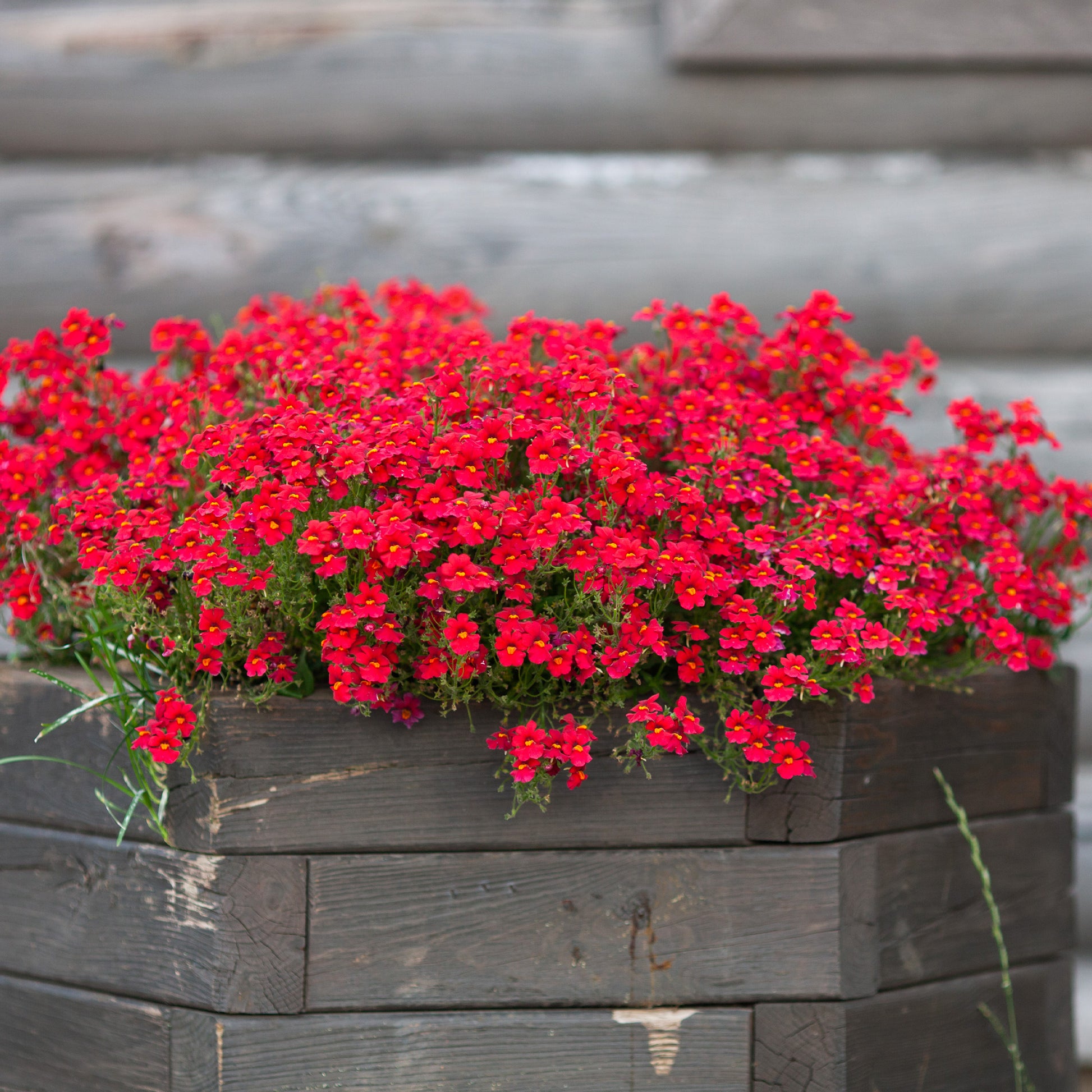 rote Elfenspiegel - Nemesia red - Bakker