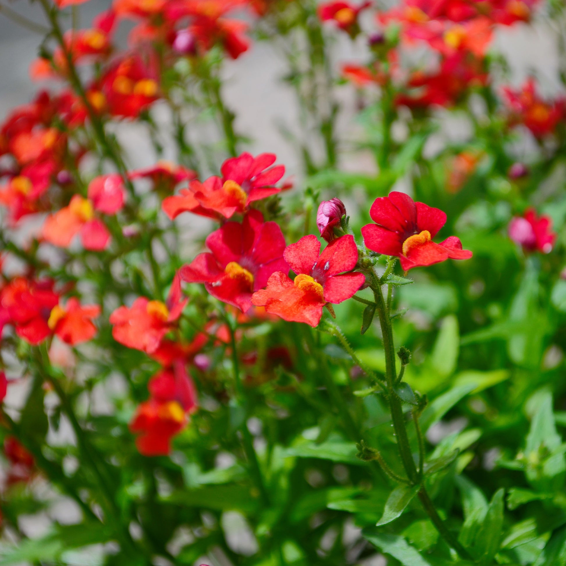 Nemesia red - rote Elfenspiegel - Blumen für Terrasse und Balkon