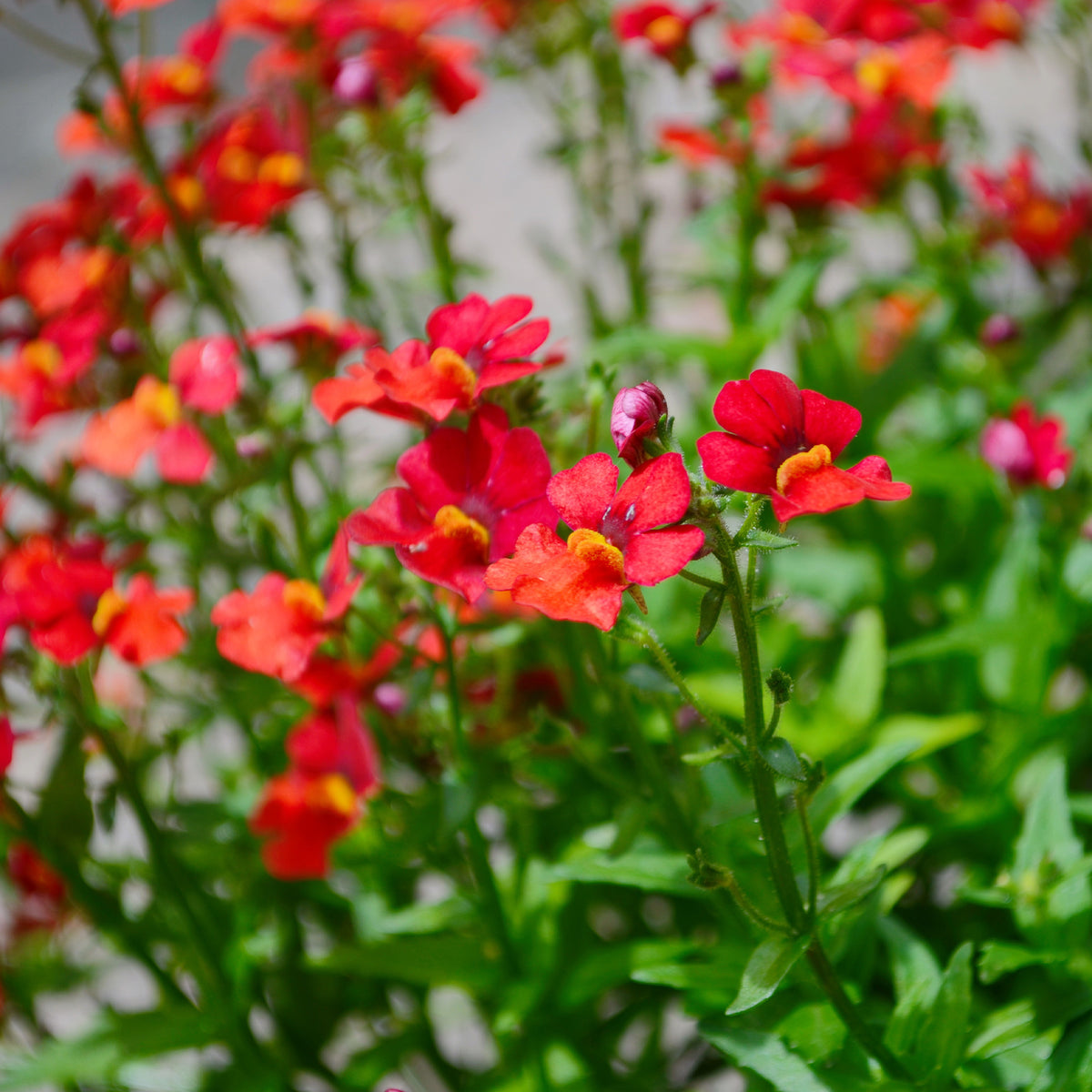 Nemesia red - rote Elfenspiegel - Blumen für Terrasse und Balkon