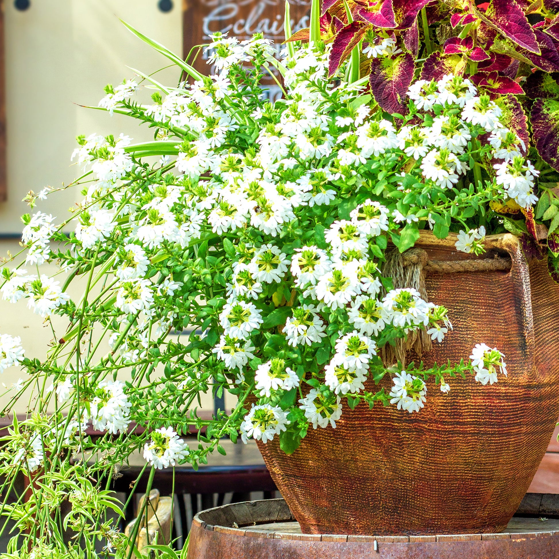 weiß Fächerblume - Scaevola  blanc - Bakker