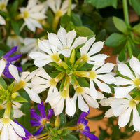Scaevola  blanc - weiß Fächerblume - Blumen für Terrasse und Balkon