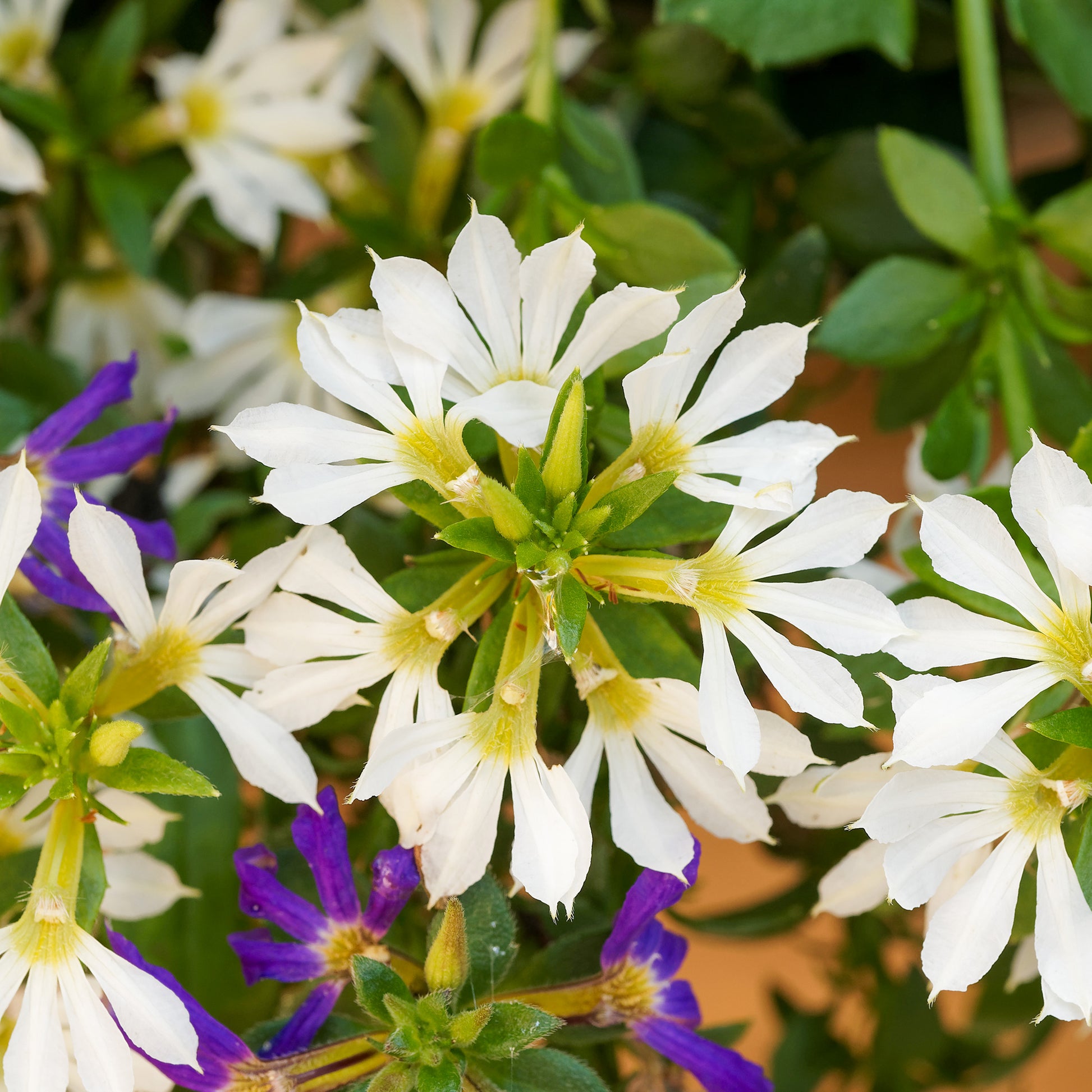 Scaevola  blanc - weiß Fächerblume - Blumen für Terrasse und Balkon
