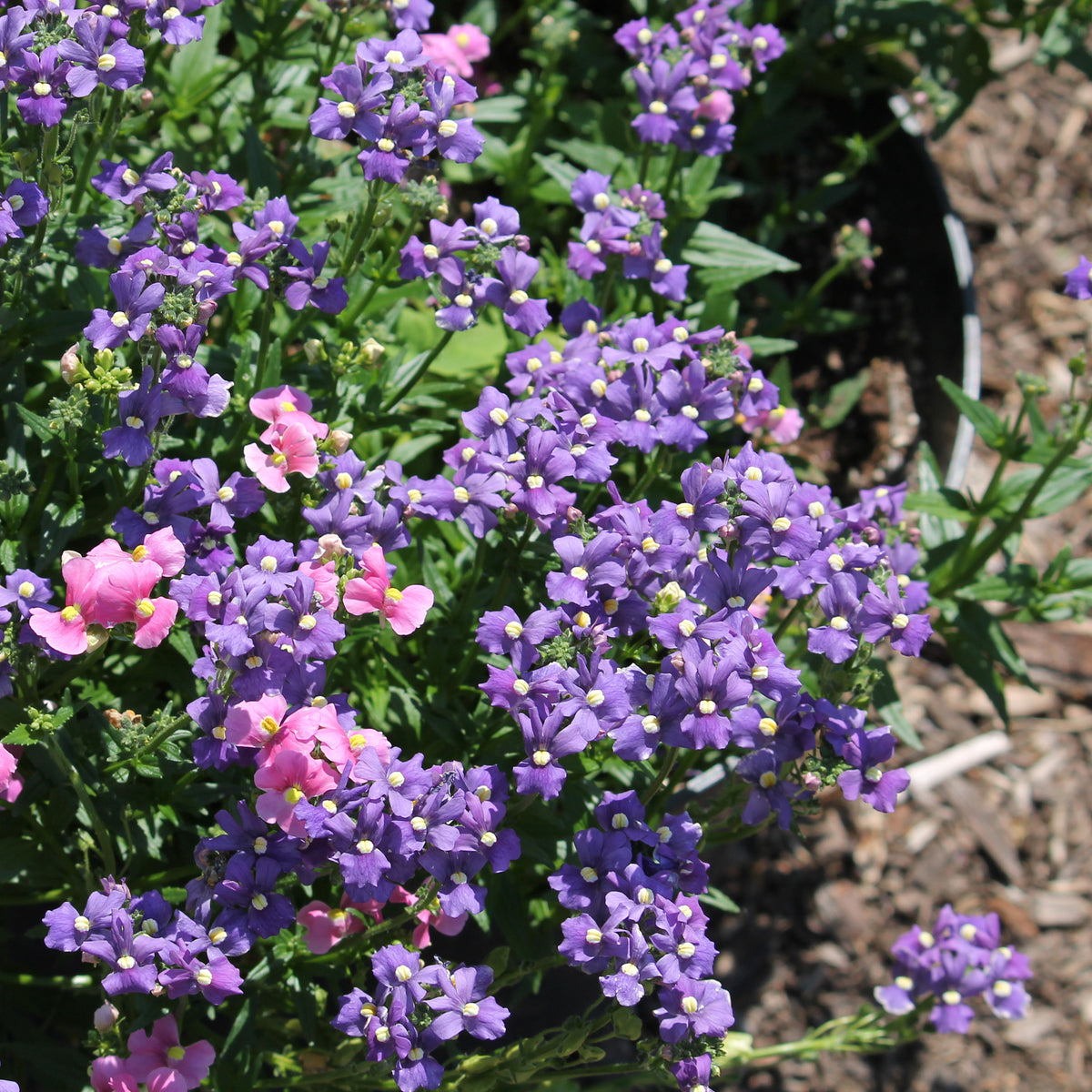 Nemesia  blue - Blaue  Elfenspiegel - Blumen für Terrasse und Balkon