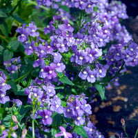 Blaue  Elfenspiegel - Bakker