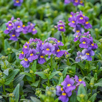 Blaue  Elfenspiegel - Nemesia  blue - Bakker