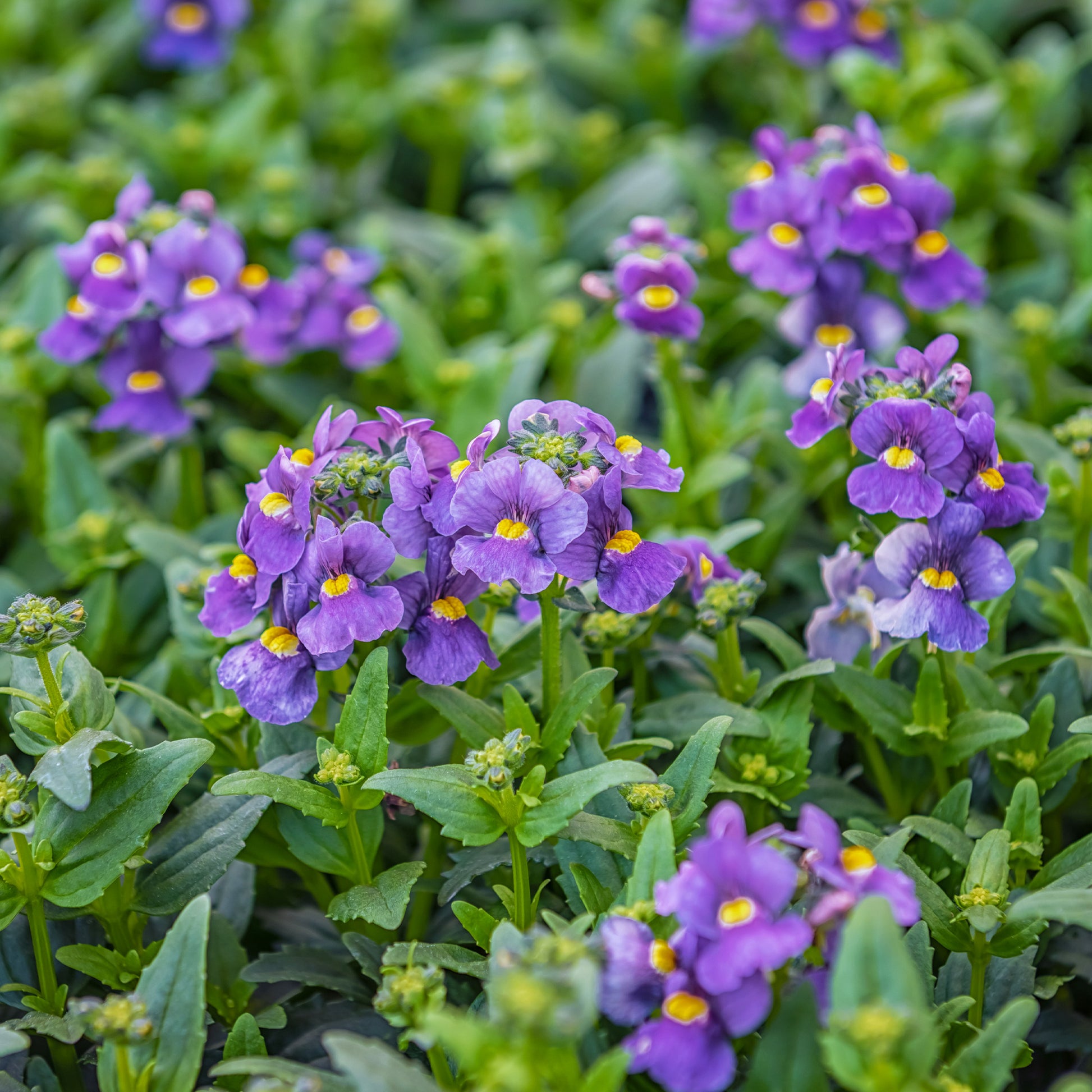 Blaue  Elfenspiegel - Nemesia  blue - Bakker
