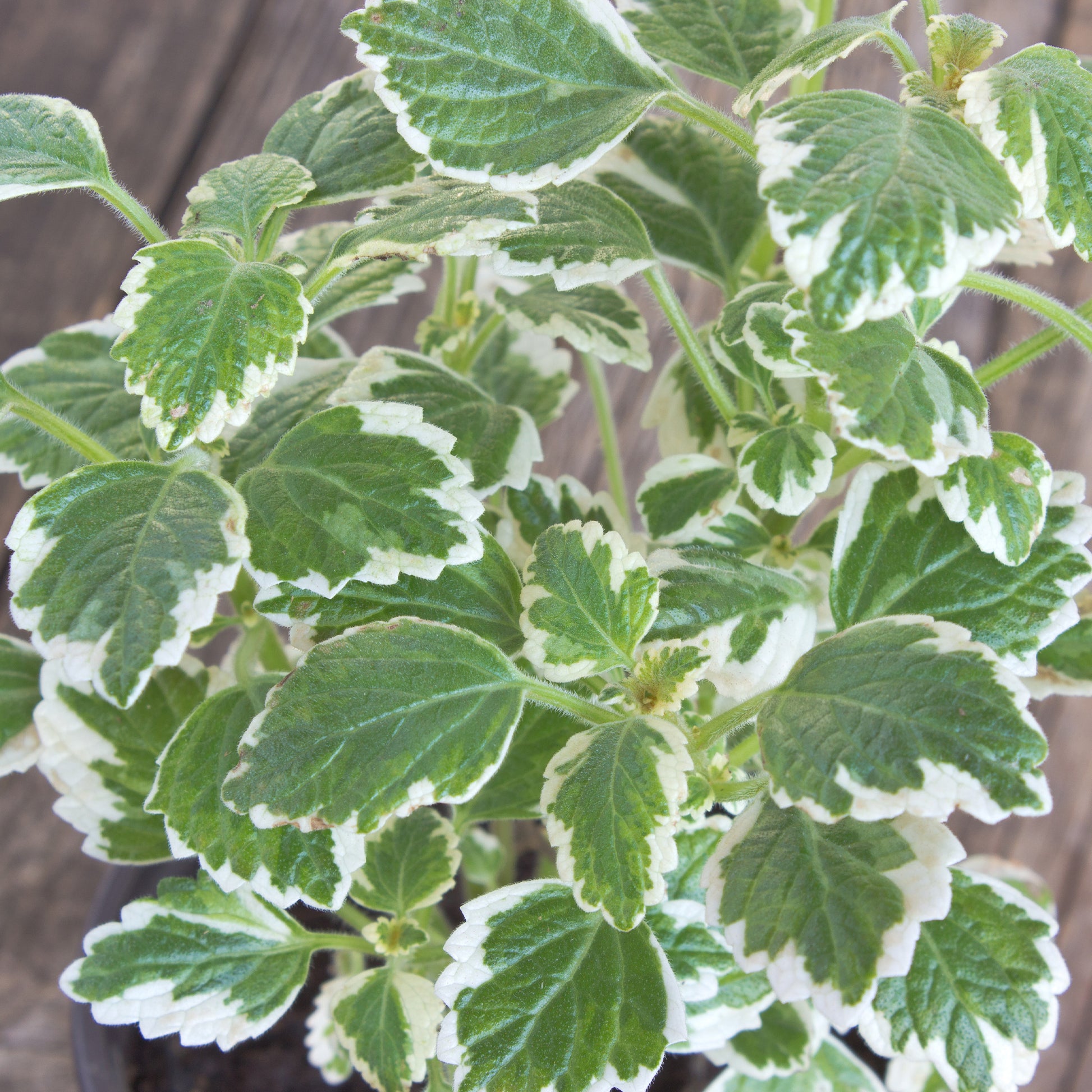 Grün‑weiß Harfenstrauch - Plectranthus bicolore green and white - Bakker