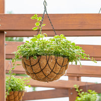 Blumen für Terrasse und Balkon - Grün‑weiß Harfenstrauch - Plectranthus bicolore green and white