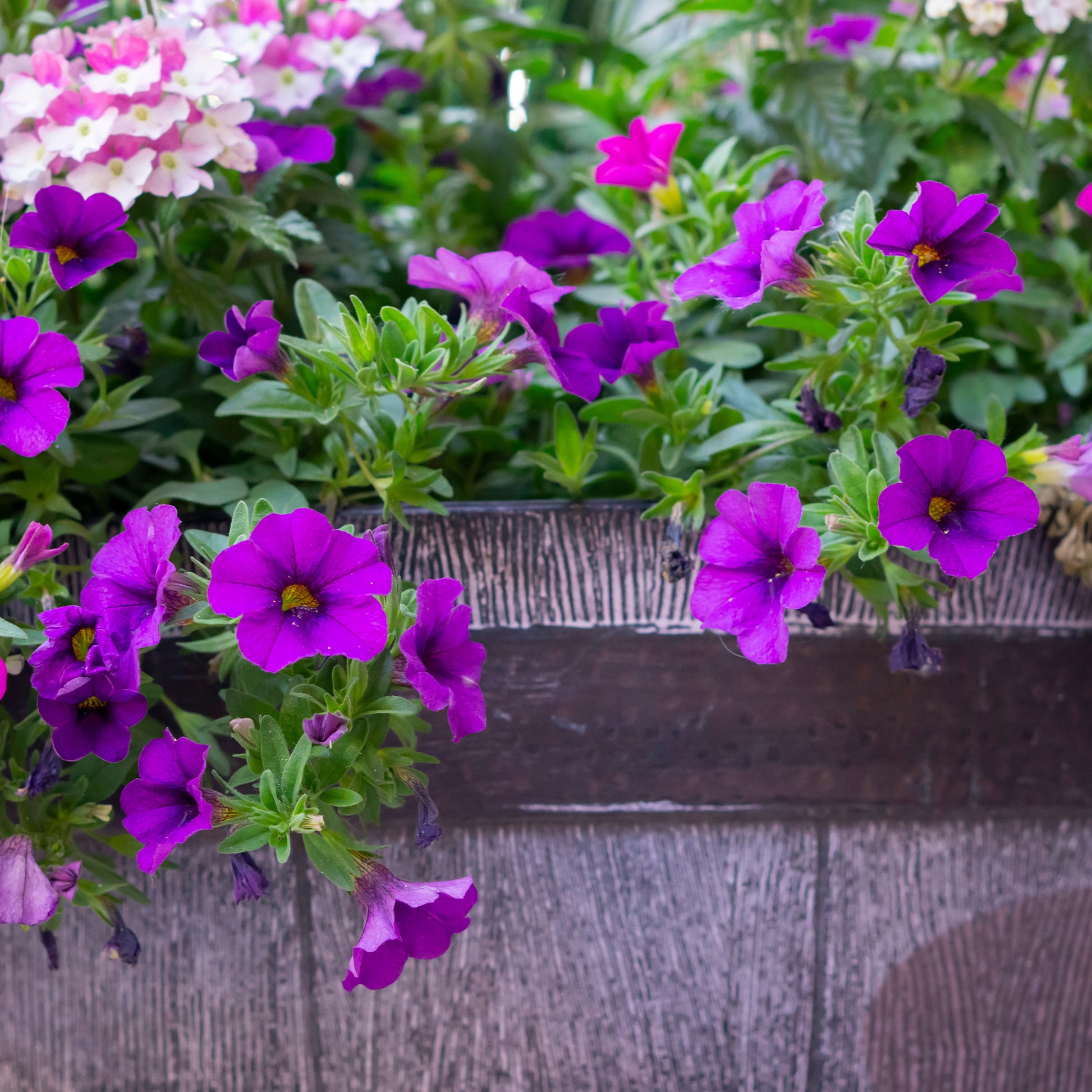 Lila Hängepetunie - Surfinia purple - Bakker