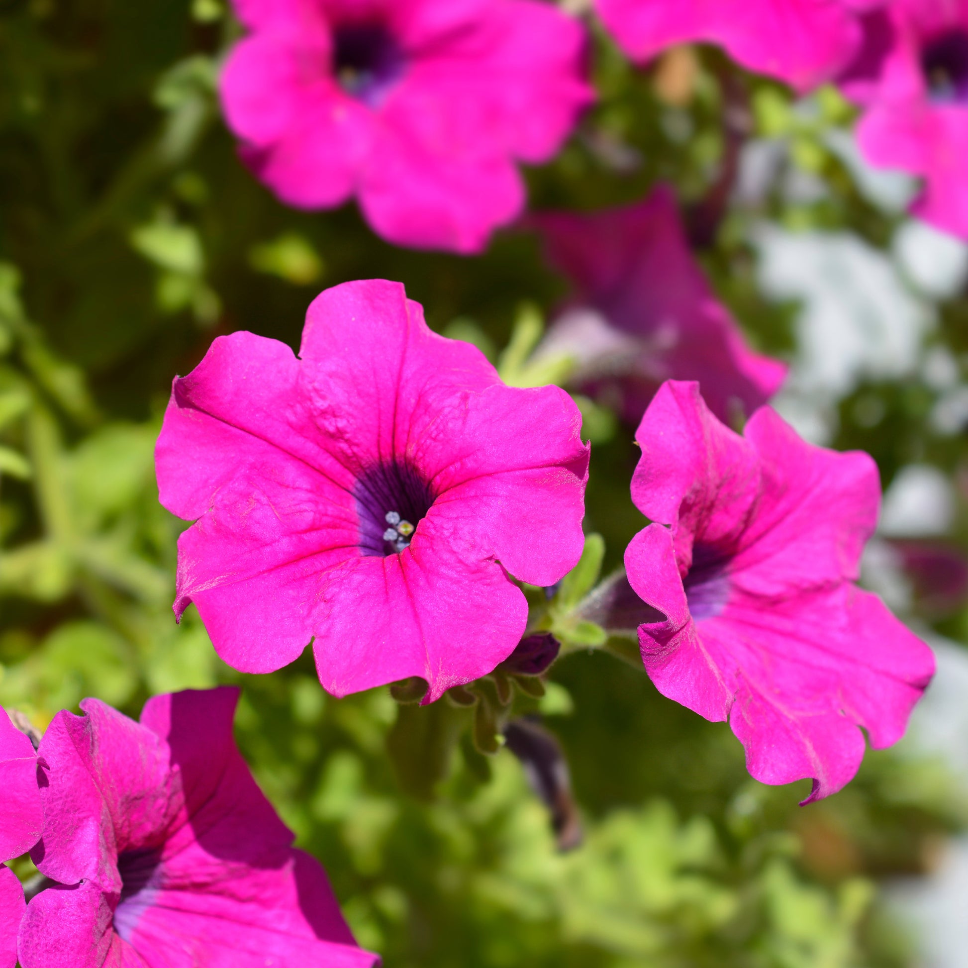 Rosa Hängepetunie - Surfinia pink - Bakker