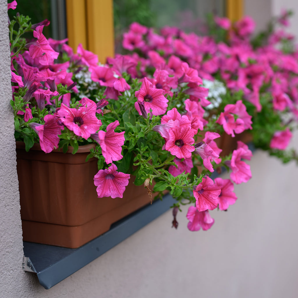 Petunien und Calibrachoa | Online kaufen auf Bakker.com