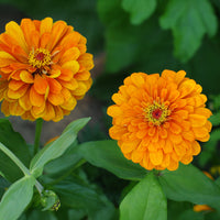 Zinnia  orange - orange Zinnie - Blumen für Terrasse und Balkon