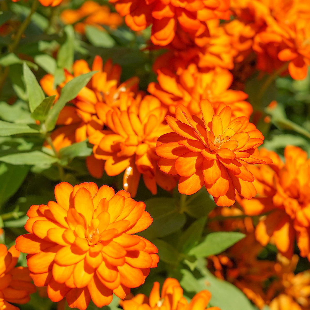 orange Zinnie - Bakker