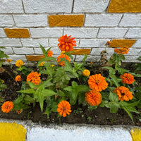 orange Zinnie - Zinnia  orange - Bakker