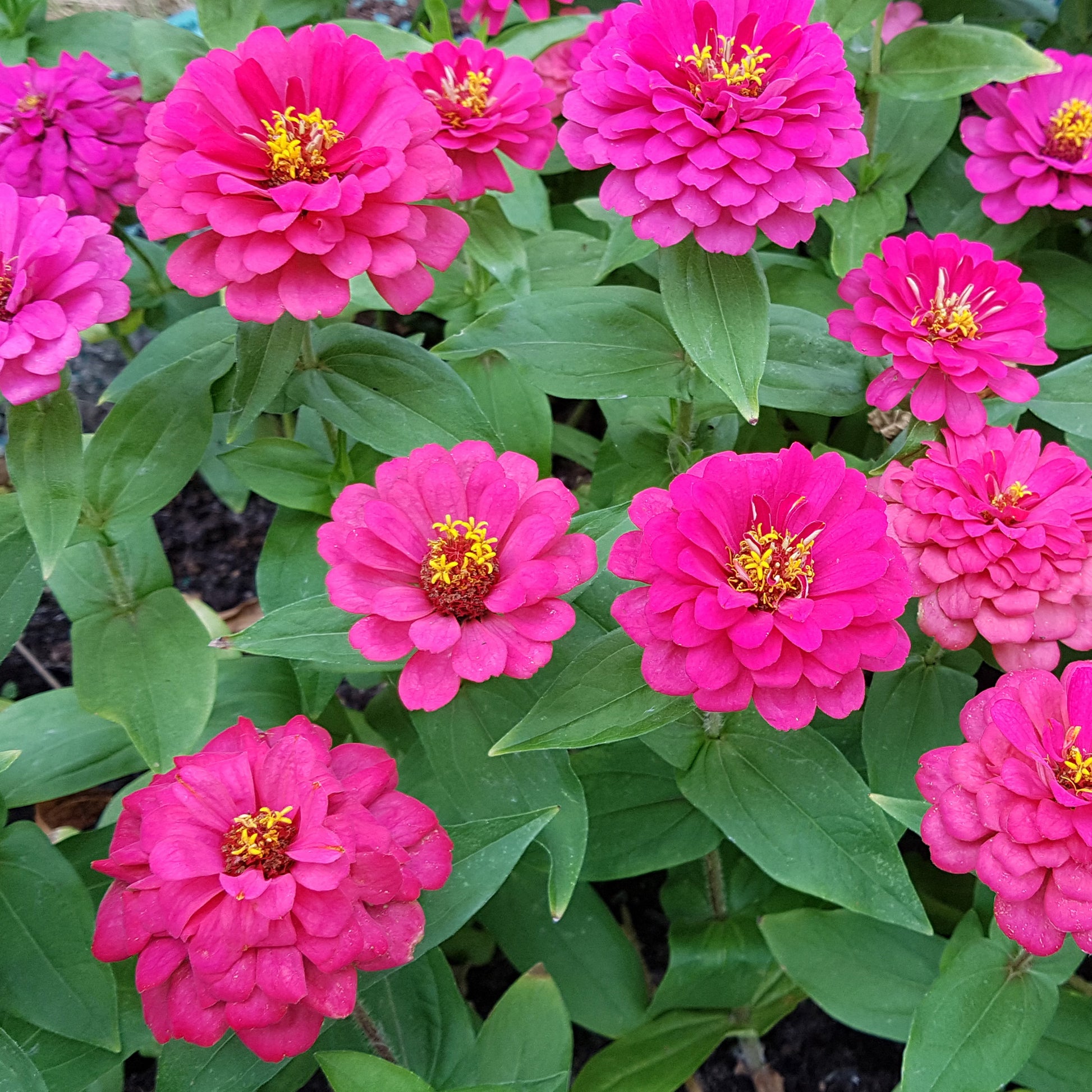 rosa Zinnie - Zinnia pink - Bakker