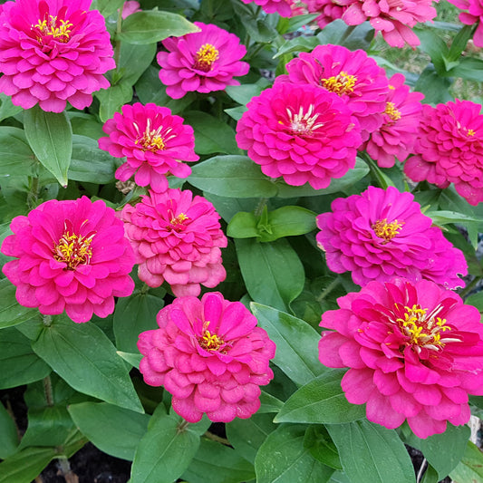 rosa Zinnie - Bakker
