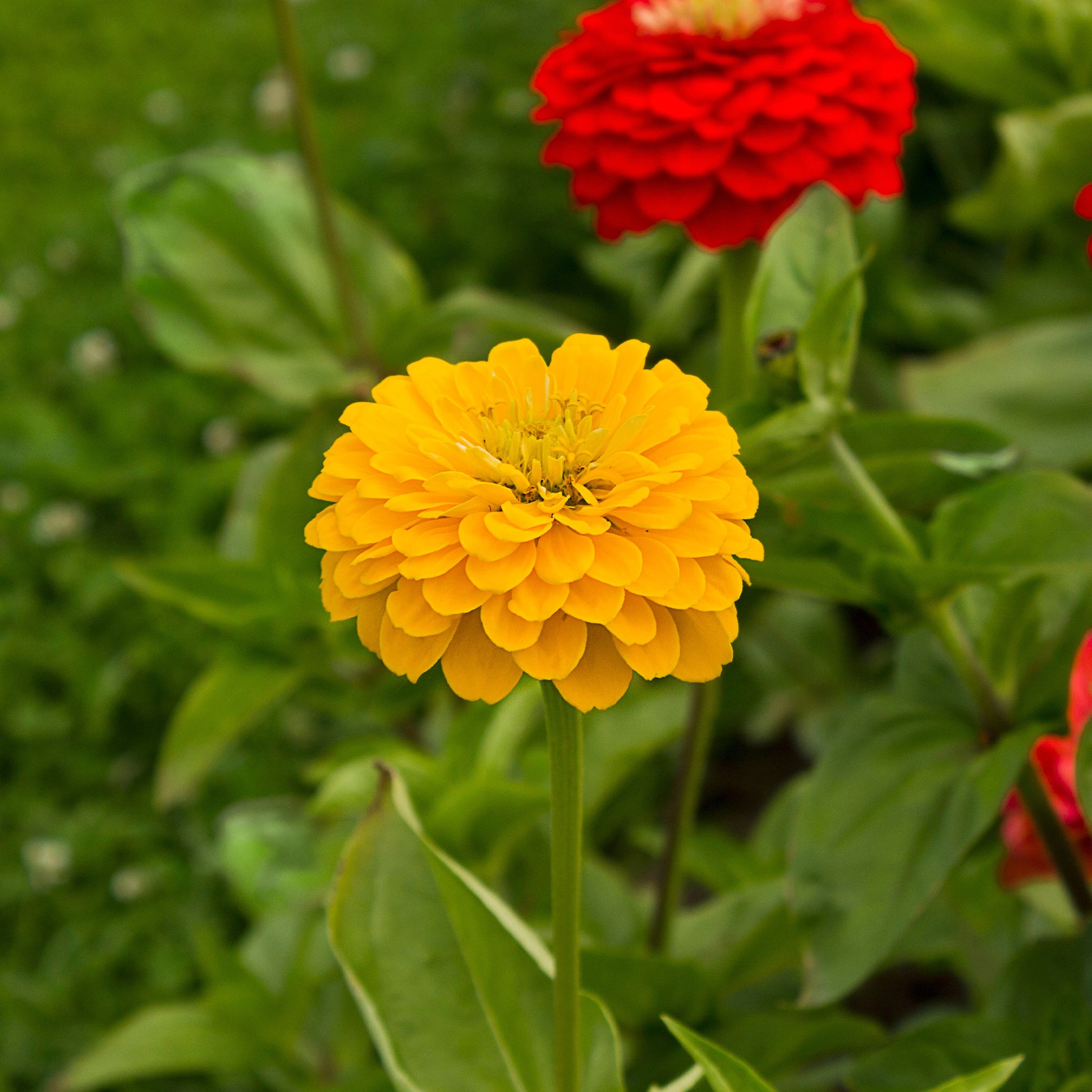 Zinnia yellow - gelb Zinnie - Blumen für Terrasse und Balkon