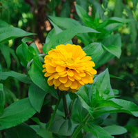 gelb Zinnie - Zinnia yellow - Bakker