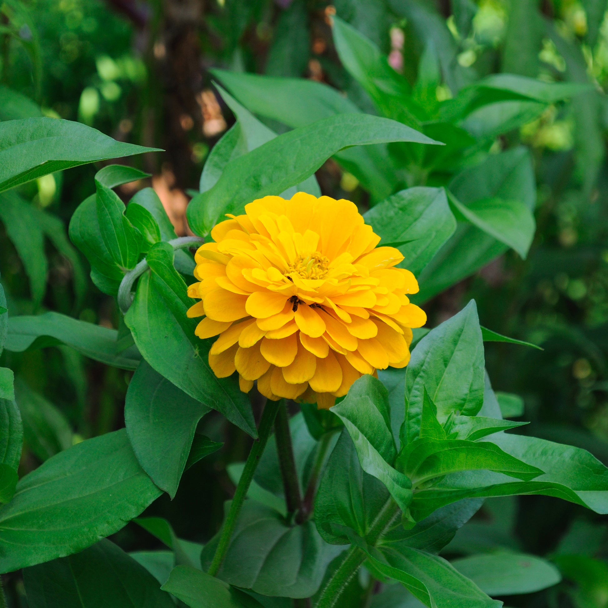gelb Zinnie - Zinnia yellow - Bakker