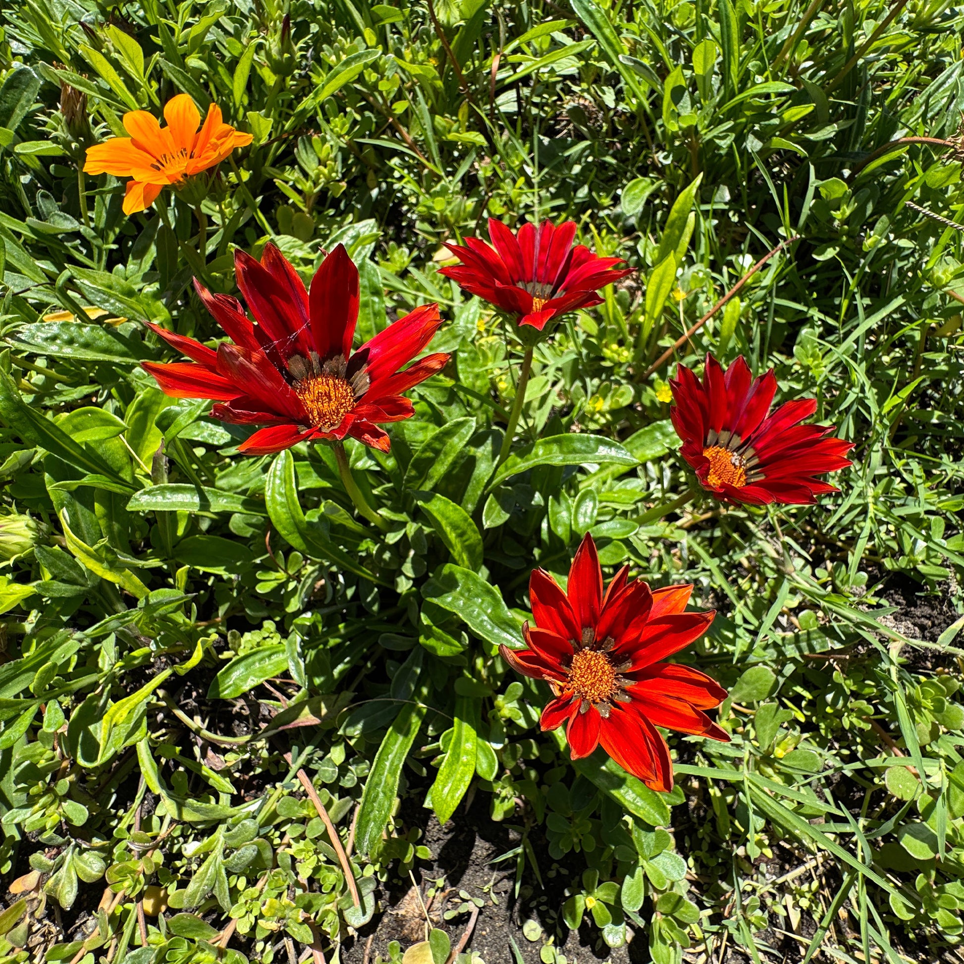 Rote Gazanie - Bakker