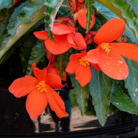 Bégonia pendula orange - Orange Hängende Begonie - 