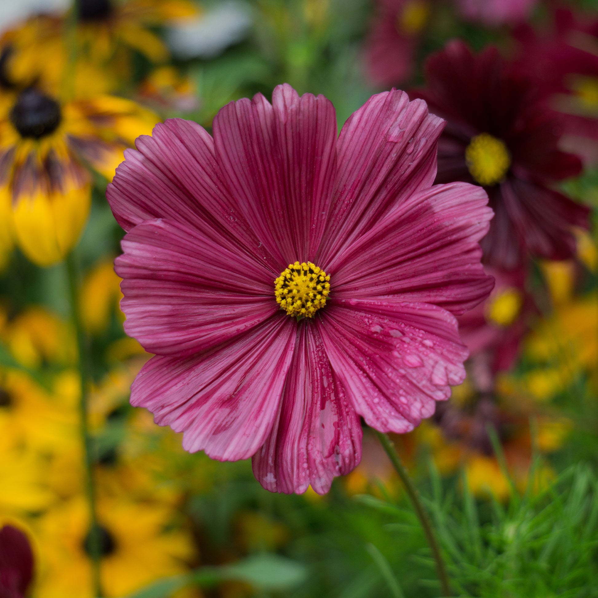 Rosa Kosmos - Cosmos pink - Bakker