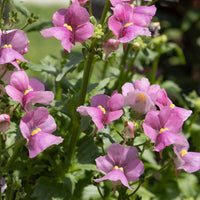 Rosa Elfenspiegel - Nemesia pink - Bakker