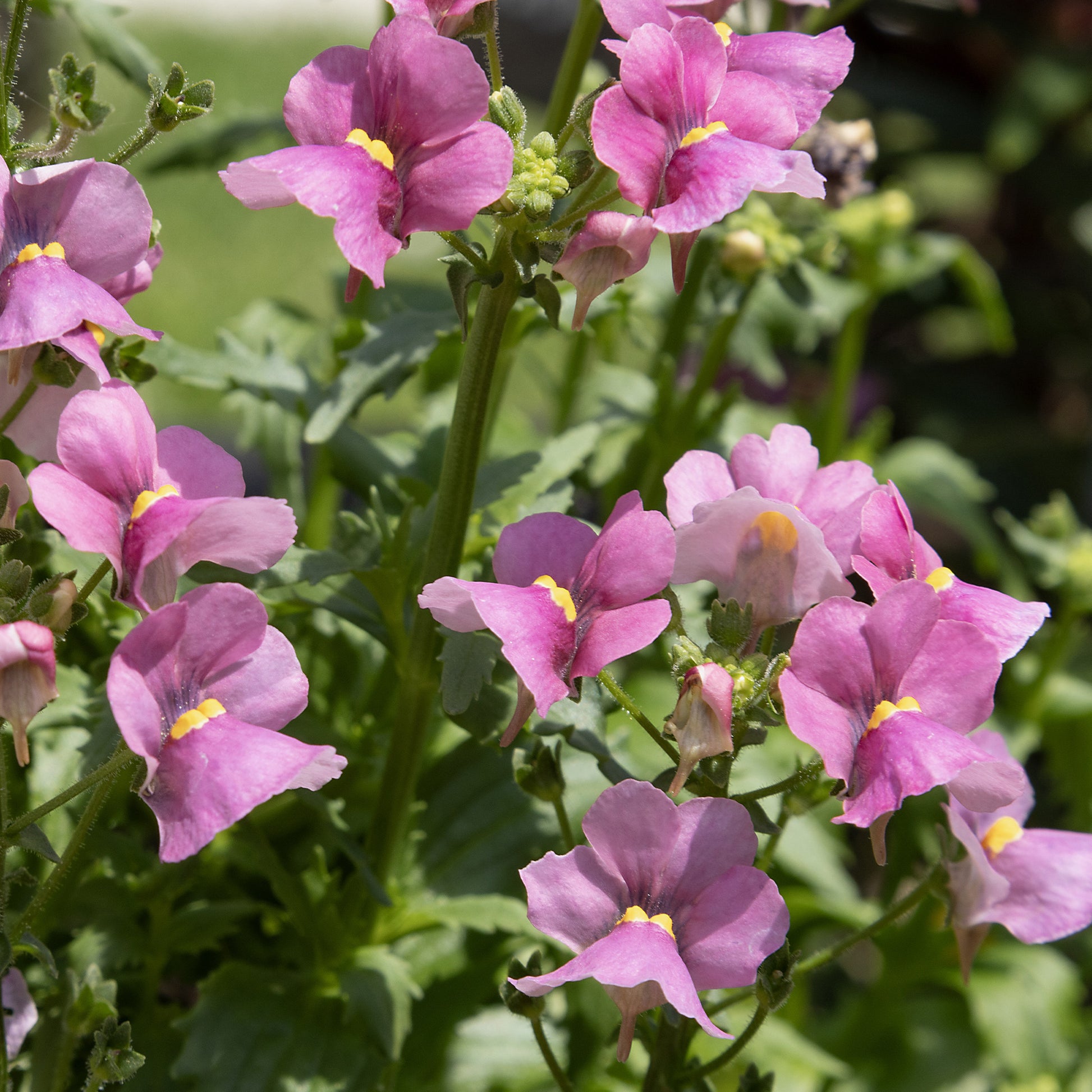 Rosa Elfenspiegel - Nemesia pink - Bakker