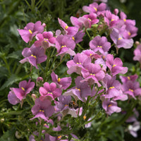 Rosa Elfenspiegel - Bakker