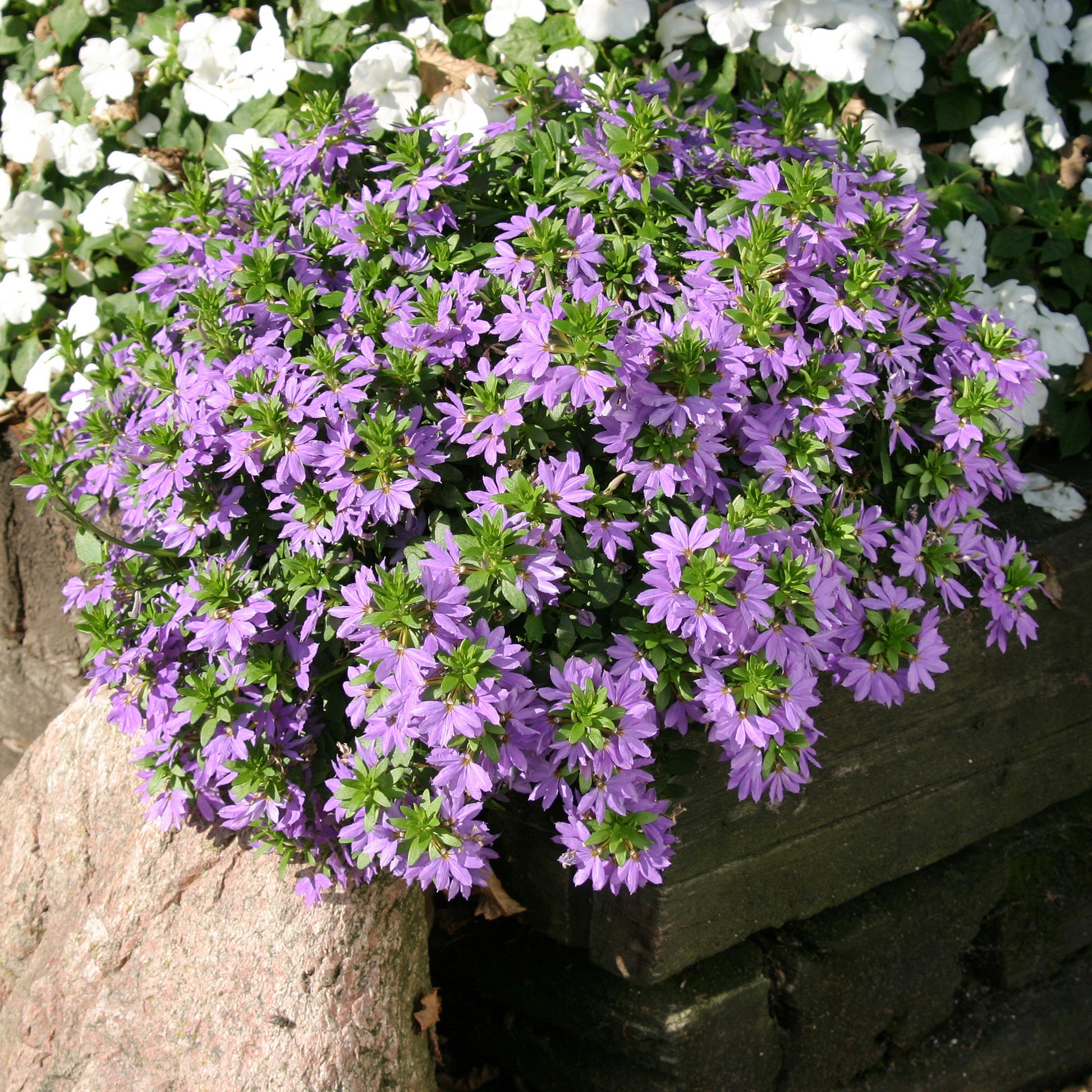 Scaevola purple - Lila Fächerblume - Blumen für Terrasse und Balkon