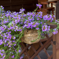 Lila Fächerblume - Bakker