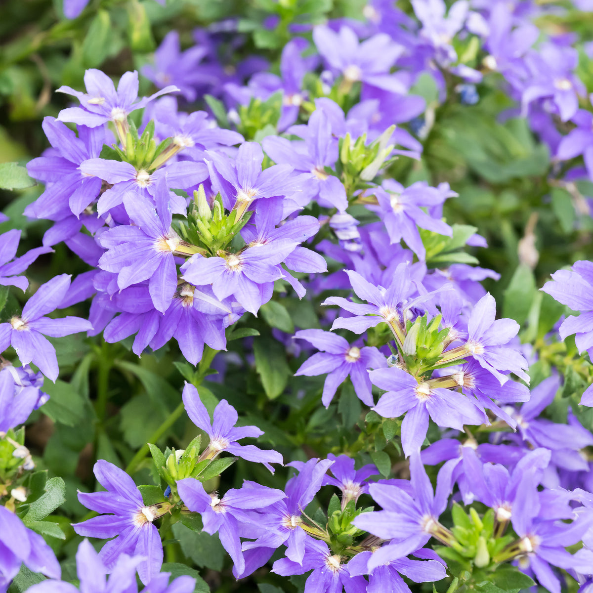 Lila Fächerblume - Scaevola purple - Bakker